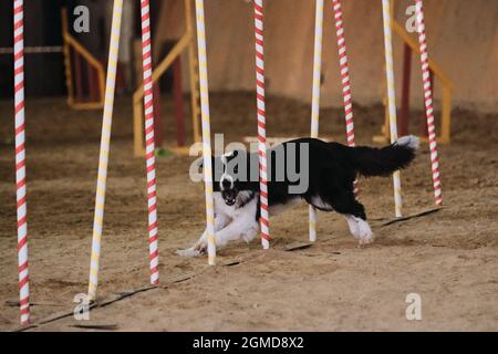 Gare di agilità, sport con cane. Futuro vincitore e campione. La collie con bordo bianco e nero supera il proiettile slalom con diversi sti verticali Foto Stock