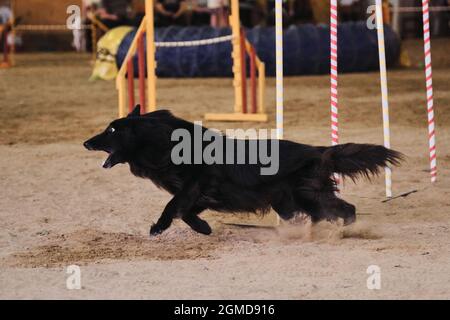 Gare di agilità, sport con cane. Futuro vincitore e campione. Nero capelli lunghi Grunendahl supera slalom con diversi bastoni verticali aderenti Foto Stock