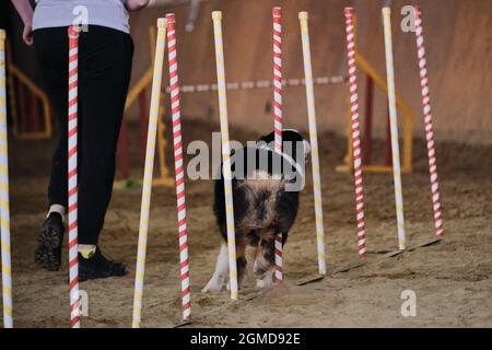 Austrie nero tricolore supera slalom con diversi bastoni verticali che sporgono dalla sabbia. Cane Pastore australiano. Gare di agilità, sport con d Foto Stock