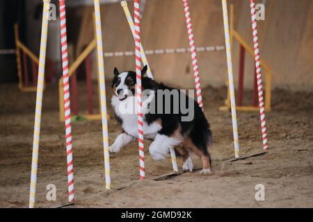 Austrie nero tricolore supera slalom con diversi bastoni verticali che sporgono dalla sabbia. Cane Pastore australiano. Gare di agilità, sport con d Foto Stock