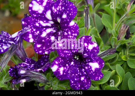 Due fiori di surfinia. I petali di fiori sono come il cielo stellato della notte. Foto Stock