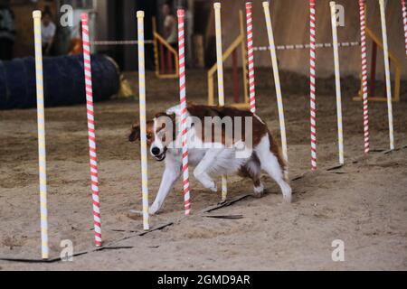 Gare di agilità, sport con cane. Futuro vincitore e campione. Bordatura di colore rosso e bianco supera lo slalom con diversi bastoni verticali Foto Stock