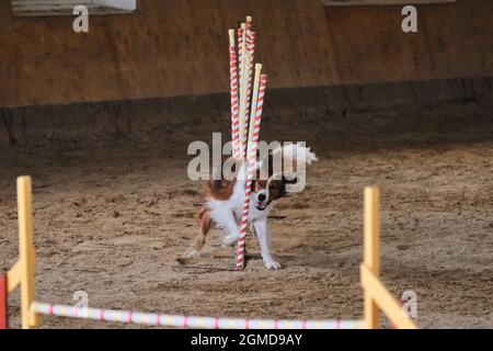 Gare di agilità, sport con cane. Futuro vincitore e campione. Bordatura di colore rosso e bianco supera lo slalom con diversi bastoni verticali Foto Stock