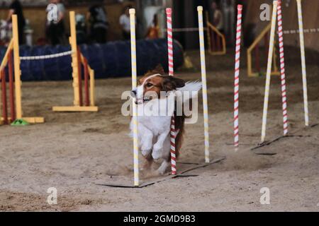 Gare di agilità, sport con cane. Futuro vincitore e campione. Bordatura di colore rosso e bianco supera lo slalom con diversi bastoni verticali Foto Stock