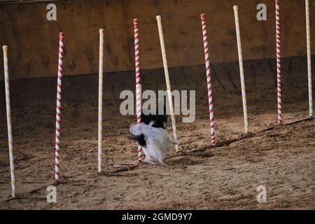 Gare di agilità, sport con cane. Futuro vincitore e campione. Bianco e nero soffice giocattolo continentale spaniel Papillon supera slalom con sever Foto Stock