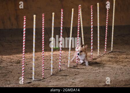 Gare di agilità, sport con cane. Futuro vincitore e campione. Corgi gallesi rossi Pembroke supera lo slalom con diversi bastoni verticali che sporgono fuori Foto Stock