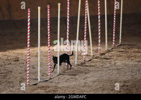 Gare di agilità, sport con cane. Futuro vincitore e campione. Il terrier nero liscio del giocattolo supera lo slalom con parecchi bastoni verticali Foto Stock