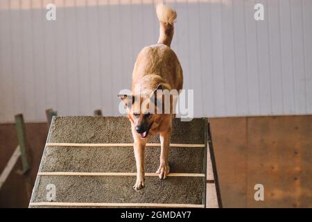 Capelli rossi grandi grel shaggy salite slide speciale per cani da allenamento. Mix razza. Gare di agilità, gare sportive con cane. Futuro vincitore a Foto Stock