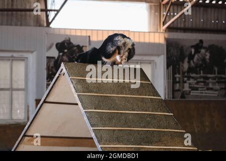 Gare di agilità, gare sportive con cane. Futuro vincitore e campione. Nero tricolore Australian Shepherd Aussie salite slide speciale per tra Foto Stock