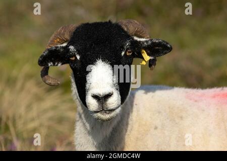 Lo Swaledale è una razza di pecore allevate appositamente per vivere e prosperare in condizioni difficili. Hanno la caratteristica faccia nera e sono duri Foto Stock