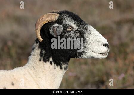Lo Swaledale è una razza di pecore allevate appositamente per vivere e prosperare in condizioni difficili. Hanno la caratteristica faccia nera e sono duri Foto Stock