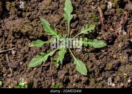 Un primo piano della borsetta del pastore delle erbe medicinali e delle erbe infestanti in fiore. Capsella bursa-pastoris Foto Stock