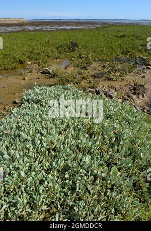 Sea purslane - portulacoides Atriplex Foto Stock