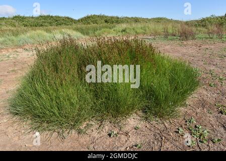 Rush di Saltmarsh - Juncus gerardii Foto Stock