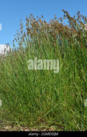 Rush di Saltmarsh - Juncus gerardii Foto Stock