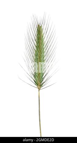 Sea Barley - Hordeum marinum Foto Stock