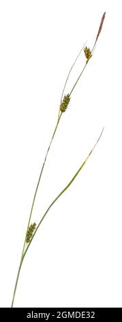 Distanza Sedge - Carex distans Foto Stock