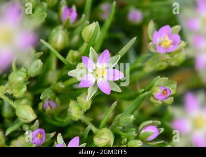 Minor mare-sperurrey - Spergularia marina Foto Stock