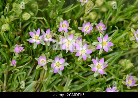 Minor mare-sperurrey - Spergularia marina Foto Stock