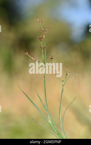 Rush articolare - Juncus articolatus Foto Stock