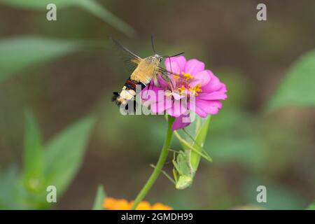 Falco dell'ape del caffè（Cephonodes hylas), città di Isehara, Prefettura di Kanagawa, Giappone. Harabiro Mantis (Hierodula patellifera) lo sta puntando. Foto Stock