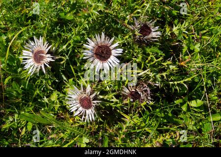 Primo piano di un carlino acaulis o Silberdistel Foto Stock