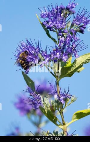 Ape miele (Apis melifera) prendere nettare sul fiore Caryopteris clandonensis Foto Stock