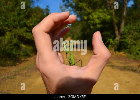 Tenere Mantis in preghiera sulle mani di preghiera Foto Stock