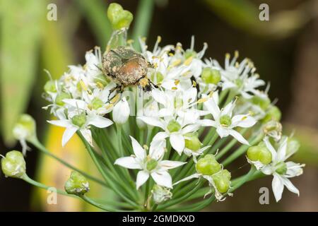 Gametis jucounda (Faldermann) su fiore di erba cipollina (Allium tuberosum), Isehara City, Prefettura di Kanagawa, Giappone Foto Stock