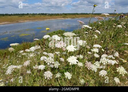 Wild carota - Daucus carota Foto Stock