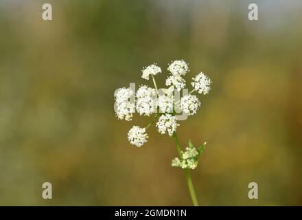 Sedano selvatico - Apium graveolens Foto Stock