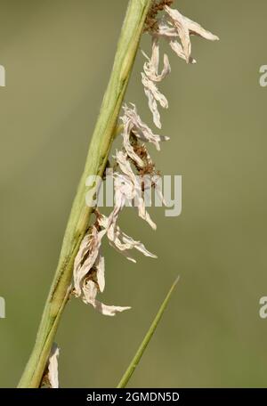 Comune cordoncino-erba - Spartina anglica Foto Stock