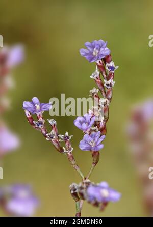 Rottingdean Sea-lavanda - Limonio hyblaeum Foto Stock