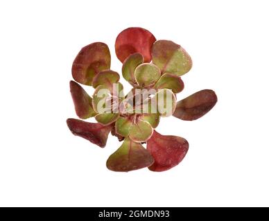 Rottingdean Sea-lavanda - Limonio hyblaeum Foto Stock