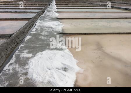 Aveiro salinas, saline con mucche di sale nella città di Aveiro, Portogallo Foto Stock