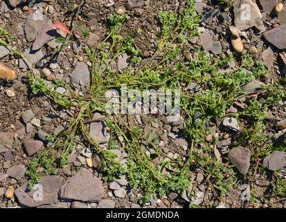 Strapwort - Corrigiola litoralis Foto Stock