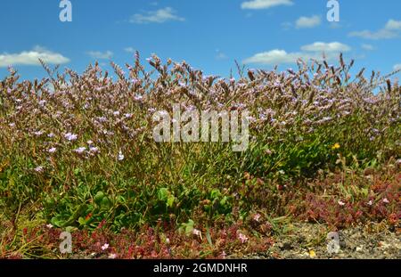 Rottingdean Sea-lavanda - Limonio hyblaeum Foto Stock