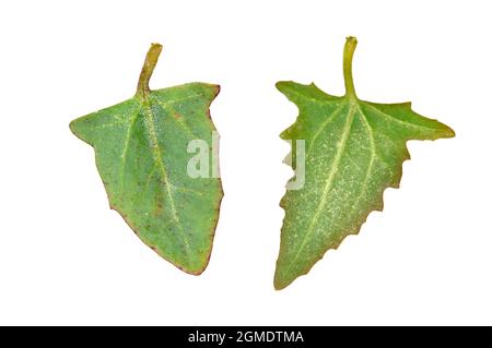 Babington's Orache - Atriplex glabriuscula Foto Stock