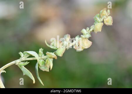 Babington's Orache - Atriplex glabriuscula Foto Stock