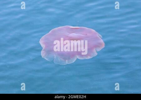 Pacific Lion's Mane Jelly nel mare di Salish. Foto Stock