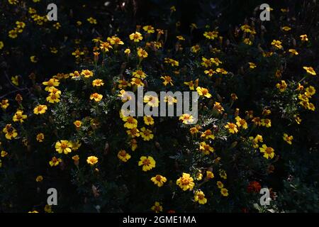 Coreopsis giallo fiore con un centro scuro Foto Stock