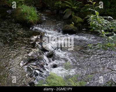 Le Cascate inferiori (Rhaeadr ISAF) le Cascate Dolgoch vicino ad Aberdovey, Gwynedd, Wales. Le Cascate Dolgoch sono una serie di tre cascate vicino a Tywyn a Gwynedd, M. Foto Stock