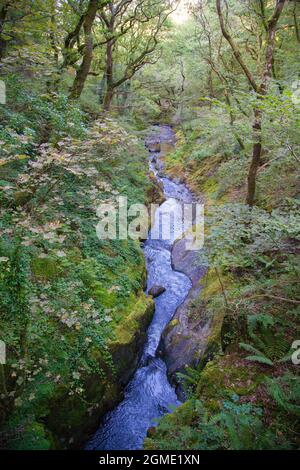 Le Cascate inferiori (Rhaeadr ISAF) le Cascate Dolgoch vicino ad Aberdovey, Gwynedd, Wales. Le Cascate Dolgoch sono una serie di tre cascate vicino a Tywyn a Gwynedd, M. Foto Stock