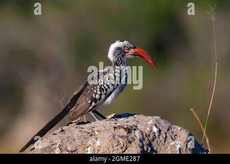 Hornbill (Tockus erthrorhynchus) con fatturazione rossa nella regione del fiume Khwai nel nord del Botswana, Africa. Questo è il più piccolo dei hornnbills africani. Foto Stock