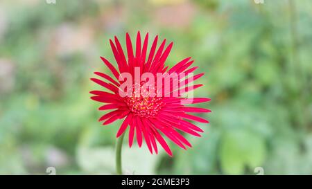 rosso scuro giardino domestico gerbera margherita o baberton margherita fiori, chiamato in sri lanka come barbendesiya Foto Stock