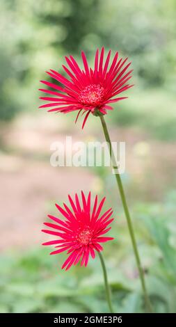 rosso scuro giardino domestico gerbera margherita o baberton margherita fiori, chiamato in sri lanka come barbendesiya Foto Stock