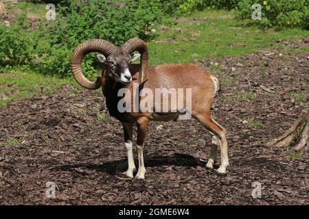 Primo piano sul mouflon europeo Foto Stock