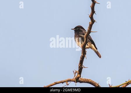 Pied Bush Chat su un cespuglio Foto Stock