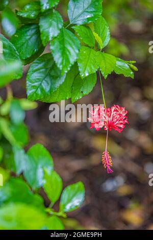 Ragno ibisco fiore costituito da quattro piccoli fiori di colore rosso Foto Stock