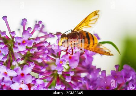 Volucella zonaria, il Hornet mimare hoverfly, alimentando il nettare su purple Buddleja davidii fiori Foto Stock